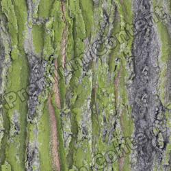 Seamless Tree Bark